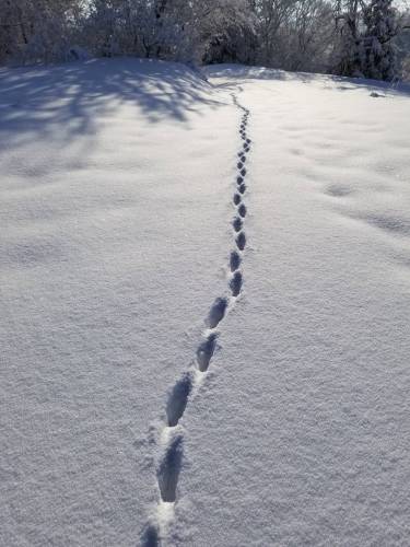 雪散歩3 (1).jpeg