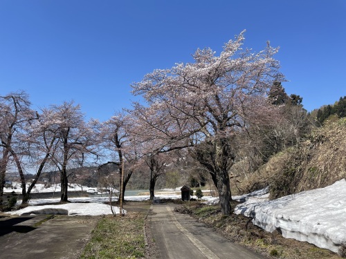 4.4.17桜と雪1.jpg